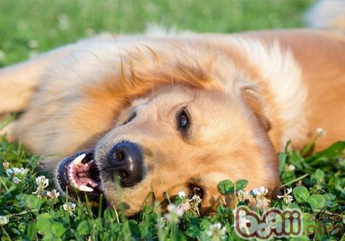 金毛犬