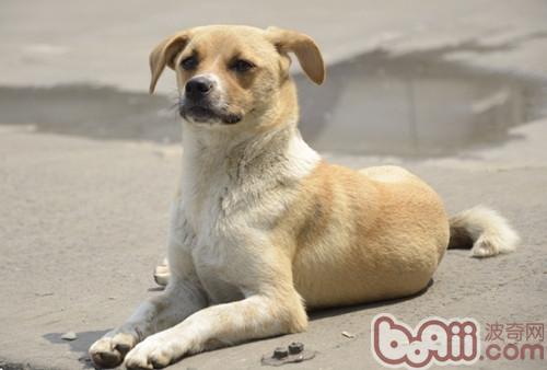 中華田園犬