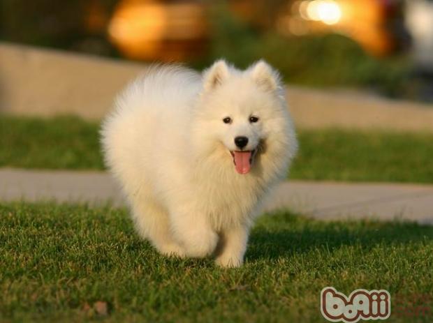 薩摩耶犬