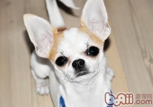 吉娃娃犬