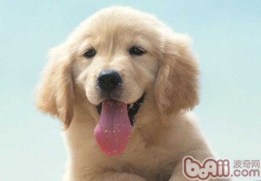 金毛犬