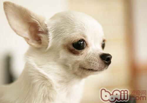 吉娃娃犬