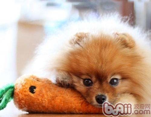 博美犬