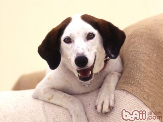 狗狗