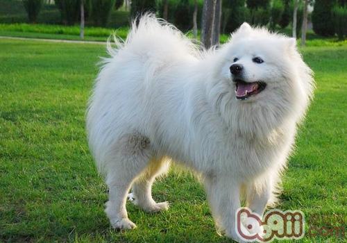 薩摩耶犬