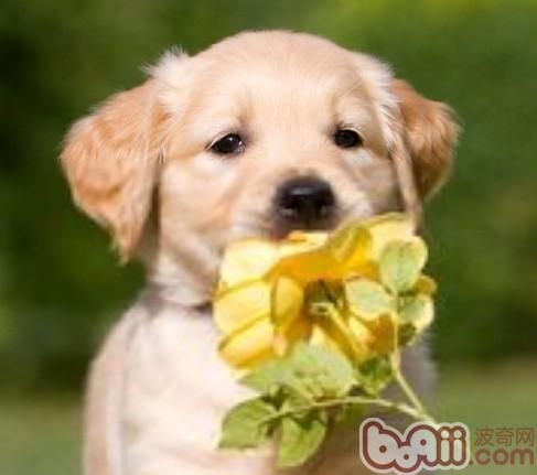 金毛犬