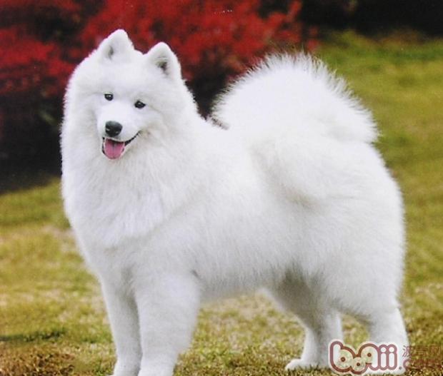 薩摩耶犬