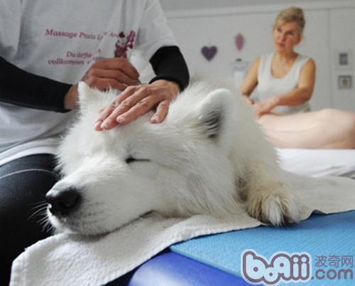 薩摩耶犬