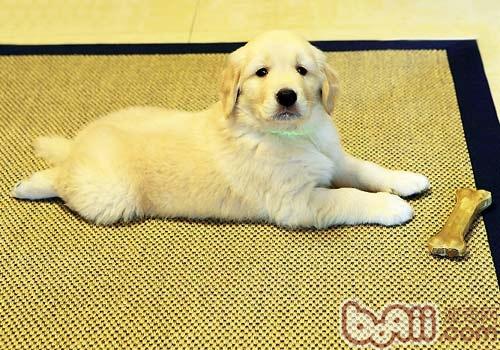 金毛犬