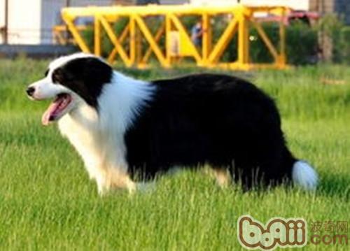 邊境牧羊犬