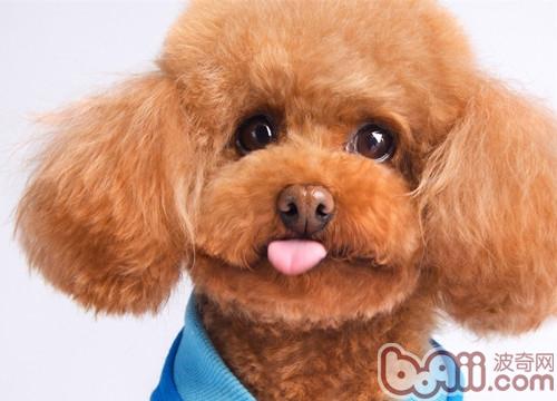 貴賓犬