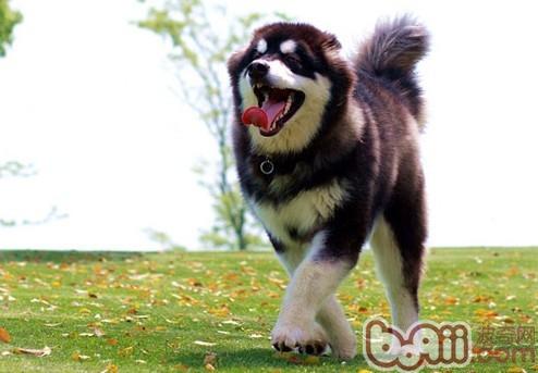 阿拉斯加犬