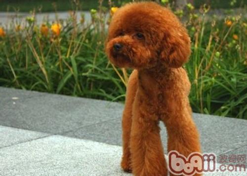 貴賓犬
