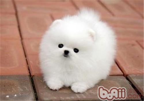 博美犬