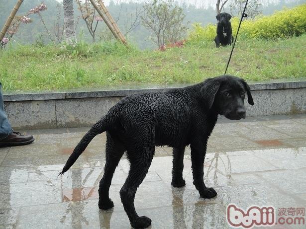 拉布拉多獵犬
