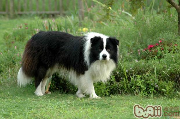邊境牧羊犬