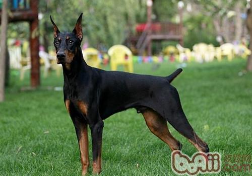 杜賓犬