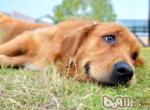 金毛犬