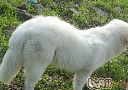 大白熊犬