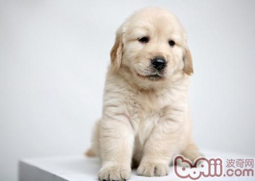 金毛犬