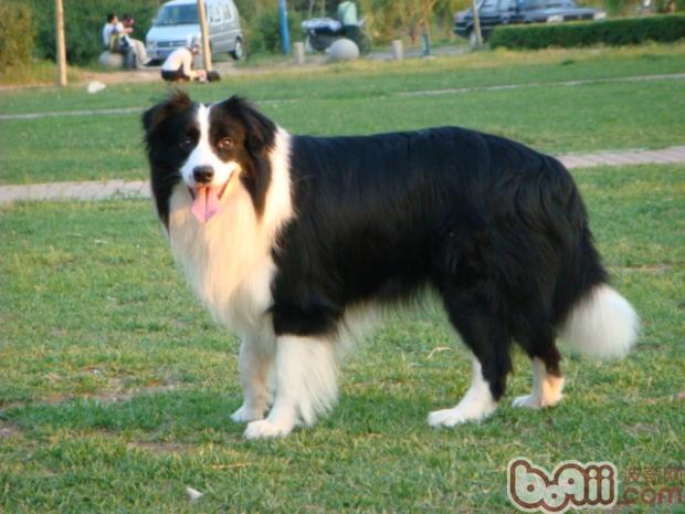邊境牧羊犬