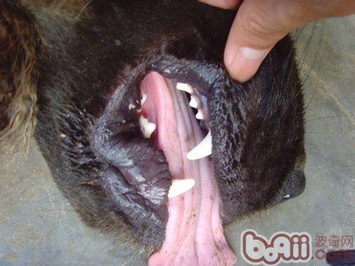 藏獒