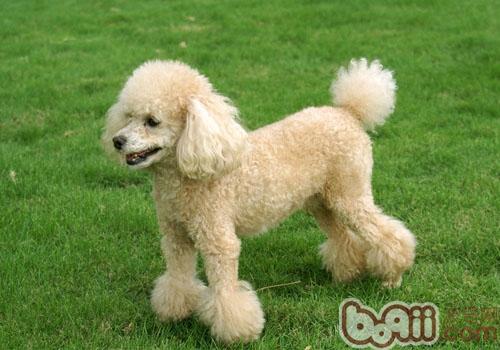 貴賓犬