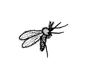 圖3：白蛉