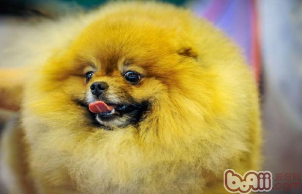 博美犬