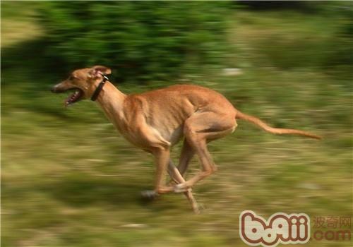 靈缇犬