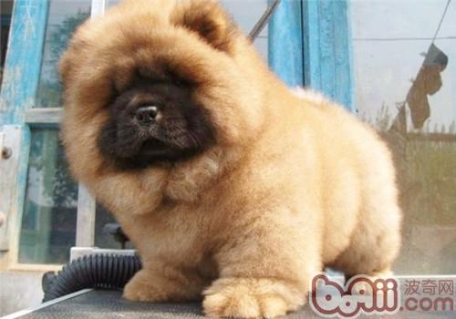 松獅犬