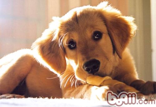 金毛犬