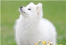 日本銀狐的飼養要點