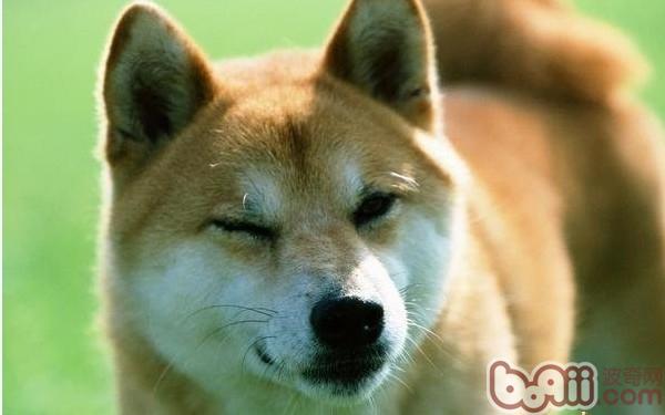 柴犬