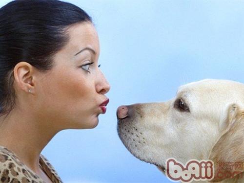 拉布拉多獵犬