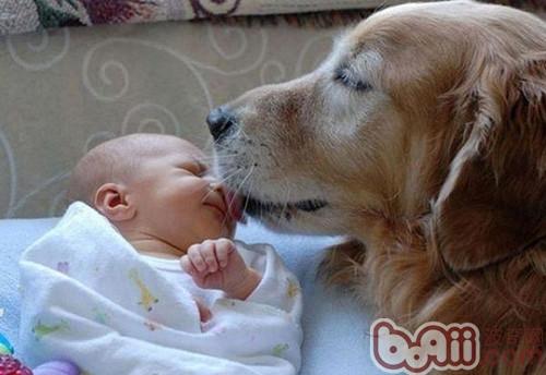 金毛犬