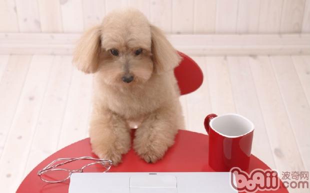 貴賓犬