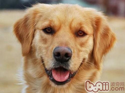 金毛犬
