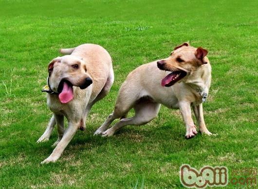 拉布拉多獵犬