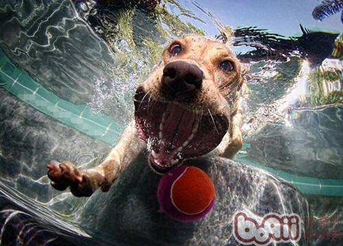 拉布拉多獵犬