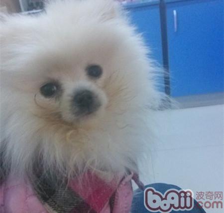 主人買了不久的博美，犬瘟