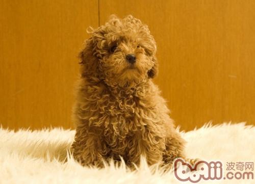 貴賓犬