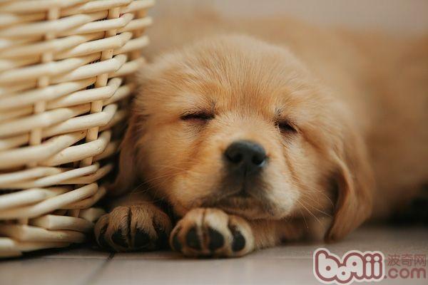 金毛犬