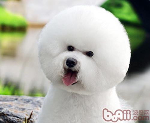 比熊犬