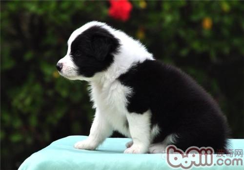 邊境牧羊犬