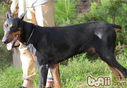 杜賓犬