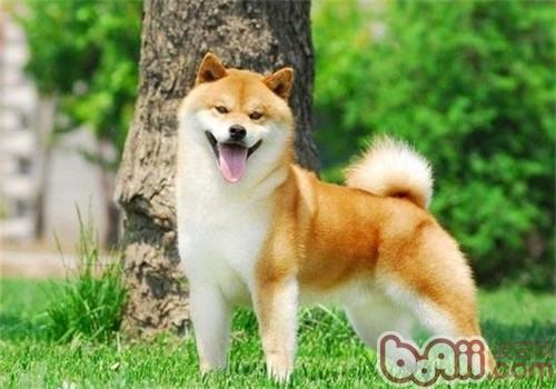 柴犬