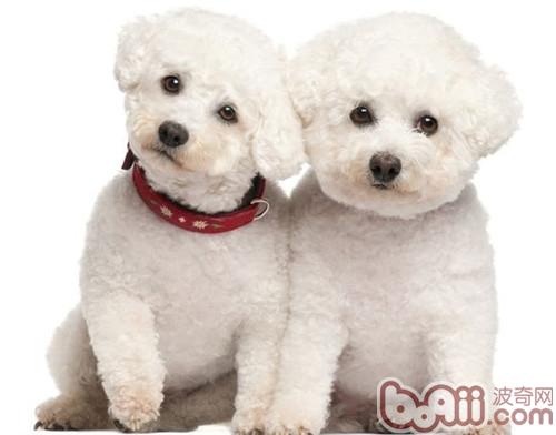比熊犬