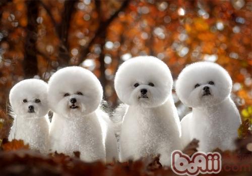 比熊犬