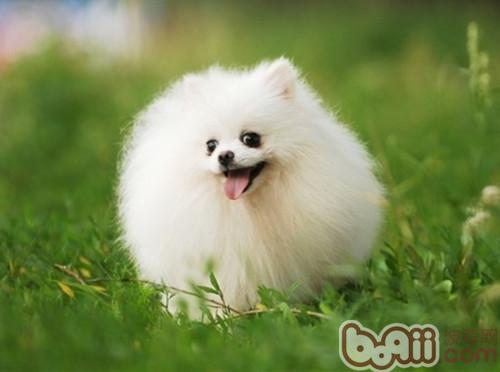 博美犬